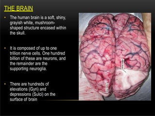 • The human brain is a soft, shiny,
grayish white, mushroom-
shaped structure encased within
the skull.
• It is composed of up to one
trillion nerve cells. One hundred
billion of these are neurons, and
the remainder are the
supporting neuroglia.
• There are hundreds of
elevations (Gyri) and
depressions (Sulci) on the
surface of brain
THE BRAIN
 