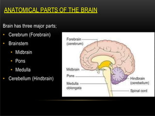 ANATOMICAL PARTS OF THE BRAIN
Brain has three major parts;
• Cerebrum (Forebrain)
• Brainstem
• Midbrain
• Pons
• Medulla
• Cerebellum (Hindbrain)
 