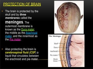 • The brain is protected by the
skull and by three
membranes called the
meninges. The
outermost membrane is
known as the Dura mater,
the middle as the Arachnoid
mater, and the innermost as
the Pia mater.
• Also protecting the brain is
cerebrospinal fluid (CSF) a
liquid that circulates between
the arachnoid and pia mater.
PROTECTION OF BRAIN
 