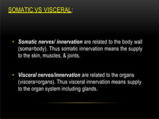 SOMATIC VS VISCERAL:
• Somatic nerves/ innervation are related to the body wall
(soma=body). Thus somatic innervation means the supply
to the skin, muscles, & joints.
• Visceral nerves/innervation are related to the organs
(viscera=organs). Thus visceral innervation means supply
to the organ system including glands.
 