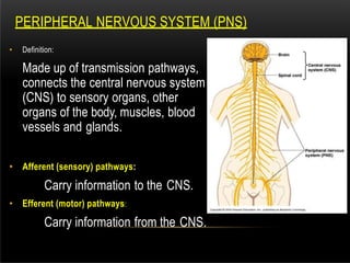 PERIPHERAL NERVOUS SYSTEM (PNS)
• Definition:
Made up of transmission pathways,
connects the central nervous system
(CNS) to sensory organs, other
organs of the body, muscles, blood
vessels and glands.
• Afferent (sensory) pathways:
Carry information to the CNS.
• Efferent (motor) pathways:
Carry information from the CNS.
 