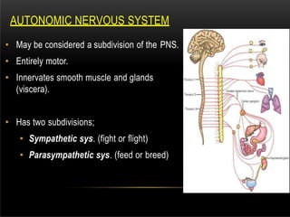 AUTONOMIC NERVOUS SYSTEM
• May be considered a subdivision of the PNS.
• Entirely motor.
• Innervates smooth muscle and glands
(viscera).
• Has two subdivisions;
• Sympathetic sys. (fight or flight)
• Parasympathetic sys. (feed or breed)
 