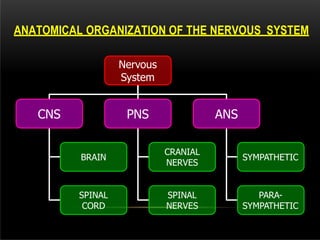 ANATOMICAL ORGANIZATION OF THE NERVOUS SYSTEM
Nervous
System
CNS PNS ANS
BRAIN
SPINAL
CORD
CRANIAL
NERVES
SPINAL
NERVES
SYMPATHETIC
PARA-
SYMPATHETIC
 