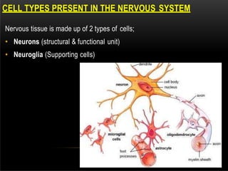 CELL TYPES PRESENT IN THE NERVOUS SYSTEM
Nervous tissue is made up of 2 types of cells;
• Neurons (structural & functional unit)
• Neuroglia (Supporting cells)
 