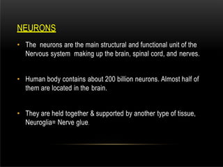 NEURONS
• The neurons are the main structural and functional unit of the
Nervous system making up the brain, spinal cord, and nerves.
• Human body contains about 200 billion neurons. Almost half of
them are located in the brain.
• They are held together & supported by another type of tissue,
Neuroglia= Nerve glue.
 