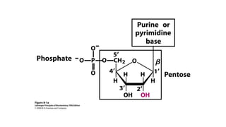 OVERVIEW OF NUCLEIC ACIDS STRUCTURE & FUNCTION-OPM2.pptx