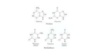 OVERVIEW OF NUCLEIC ACIDS STRUCTURE & FUNCTION-OPM2.pptx
