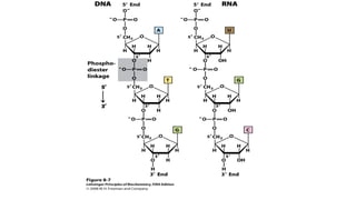 OVERVIEW OF NUCLEIC ACIDS STRUCTURE & FUNCTION-OPM2.pptx