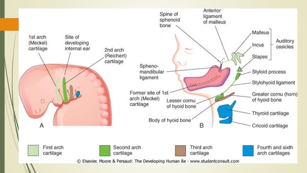 Overview of pharyngeal arch derivatives beba