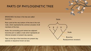 Overview of phylogenetic tree. in bioinforamatics | PPTX