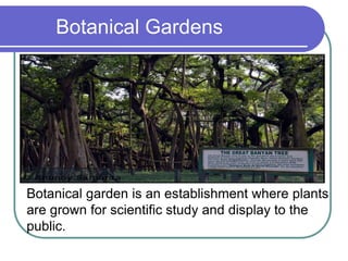 Botanical Gardens
Botanical garden is an establishment where plants
are grown for scientific study and display to the
public.
 