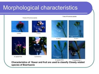 Morphological characteristics
Characteristics of flower and fruit are used to classify Closely related
species of Boerhaavia
 
