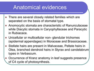 Anatomical evidences
 There are several closely related families which are
separated on the basis of stomatal type.
 Anomocytic stomata are characteristic of Ranunculaceae
while Diacytic stomata in Caryophyllaceae and Paracytic
in Rubiacace.
 Unicellular or multicellular non- glandular trichomes
(epidermal appendages) in Moraceae and Brassicaceae.
 Stellate hairs are present in Malvaceae, Peltate hairs in
Olea, branched dendroid hairs in Styrax and candelabrum
types in Verbascum.
 Occurrence of Kranz anatomy in leaf suggests presence
of C4 cycle of photosynthesis.
 