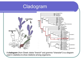 Cladogram
A cladogram (from Greek clados "branch" and gramma "character") is a diagram
used in cladistics to show relations among organisms.
 