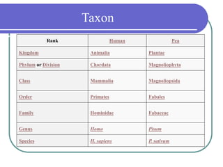 Taxon
… Rank Human Pea
Kingdom Animalia Plantae
Phylum or Division Chordata Magnoliophyta
Class Mammalia Magnoliopsida
Order Primates Fabales
Family Hominidae Fabaceae
Genus Homo Pisum
Species H. sapiens P. sativum
 