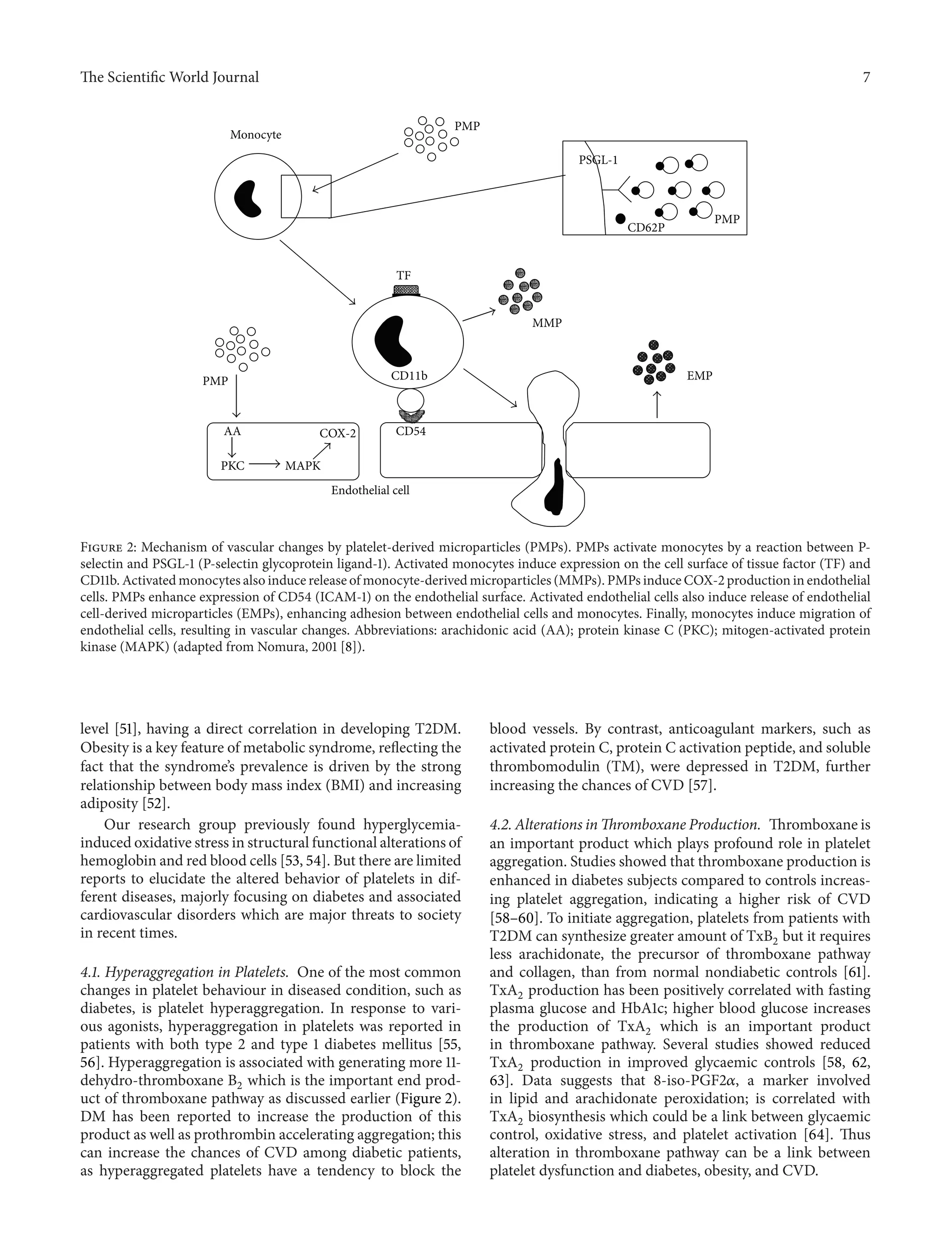 The ScientificWorld Journal 7 
COX-2 
Endothelial cell 
PMP 
TF 
MMP 
Monocyte 
CD62P PMP 
PMP CD11b 
EMP 
CD54 
PSGL-1 
AA 
PKC MAPK 
Figure 2: Mechanism of vascular changes by platelet-derived microparticles (PMPs). PMPs activate monocytes by a reaction between P-selectin 
and PSGL-1 (P-selectin glycoprotein ligand-1). Activated monocytes induce expression on the cell surface of tissue factor (TF) and 
CD11b.Activatedmonocytes also induce release ofmonocyte-derived microparticles(MMPs). PMPs induceCOX-2 production in endothelial 
cells. PMPs enhance expression of CD54 (ICAM-1) on the endothelial surface. Activated endothelial cells also induce release of endothelial 
cell-derived microparticles (EMPs), enhancing adhesion between endothelial cells and monocytes. Finally, monocytes induce migration of 
endothelial cells, resulting in vascular changes. Abbreviations: arachidonic acid (AA); protein kinase C (PKC); mitogen-activated protein 
kinase (MAPK) (adapted from Nomura, 2001 [8]). 
level [51], having a direct correlation in developing T2DM. 
Obesity is a key feature ofmetabolic syndrome, reflecting the 
fact that the syndrome’s prevalence is driven by the strong 
relationship between body mass index (BMI) and increasing 
adiposity [52]. 
Our research group previously found hyperglycemia-induced 
oxidative stress in structural functional alterations of 
hemoglobin and red blood cells [53, 54]. But there are limited 
reports to elucidate the altered behavior of platelets in dif-ferent 
diseases, majorly focusing on diabetes and associated 
cardiovascular disorders which are major threats to society 
in recent times. 
4.1. Hyperaggregation in Platelets. One of the most common 
changes in platelet behaviour in diseased condition, such as 
diabetes, is platelet hyperaggregation. In response to vari-ous 
agonists, hyperaggregation in platelets was reported in 
patients with both type 2 and type 1 diabetes mellitus [55, 
56]. Hyperaggregation is associated with generating more 11- 
dehydro-thromboxane B2 which is the important end prod-uct 
of thromboxane pathway as discussed earlier (Figure 2). 
DM has been reported to increase the production of this 
product as well as prothrombin accelerating aggregation; this 
can increase the chances of CVD among diabetic patients, 
as hyperaggregated platelets have a tendency to block the 
blood vessels. By contrast, anticoagulant markers, such as 
activated protein C, protein C activation peptide, and soluble 
thrombomodulin (TM), were depressed in T2DM, further 
increasing the chances of CVD [57]. 
4.2. Alterations inThromboxane Production. Thromboxane is 
an important product which plays profound role in platelet 
aggregation. Studies showed that thromboxane production is 
enhanced in diabetes subjects compared to controls increas-ing 
platelet aggregation, indicating a higher risk of CVD 
[58–60]. To initiate aggregation, platelets from patients with 
T2DM can synthesize greater amount of TxB2 but it requires 
less arachidonate, the precursor of thromboxane pathway 
and collagen, than from normal nondiabetic controls [61]. 
TxA2 production has been positively correlated with fasting 
plasma glucose and HbA1c; higher blood glucose increases 
the production of TxA2 which is an important product 
in thromboxane pathway. Several studies showed reduced 
TxA2 production in improved glycaemic controls [58, 62, 
63]. Data suggests that 8-iso-PGF2훼, a marker involved 
in lipid and arachidonate peroxidation; is correlated with 
TxA2 biosynthesis which could be a link between glycaemic 
control, oxidative stress, and platelet activation [64]. Thus 
alteration in thromboxane pathway can be a link between 
platelet dysfunction and diabetes, obesity, and CVD. 
 