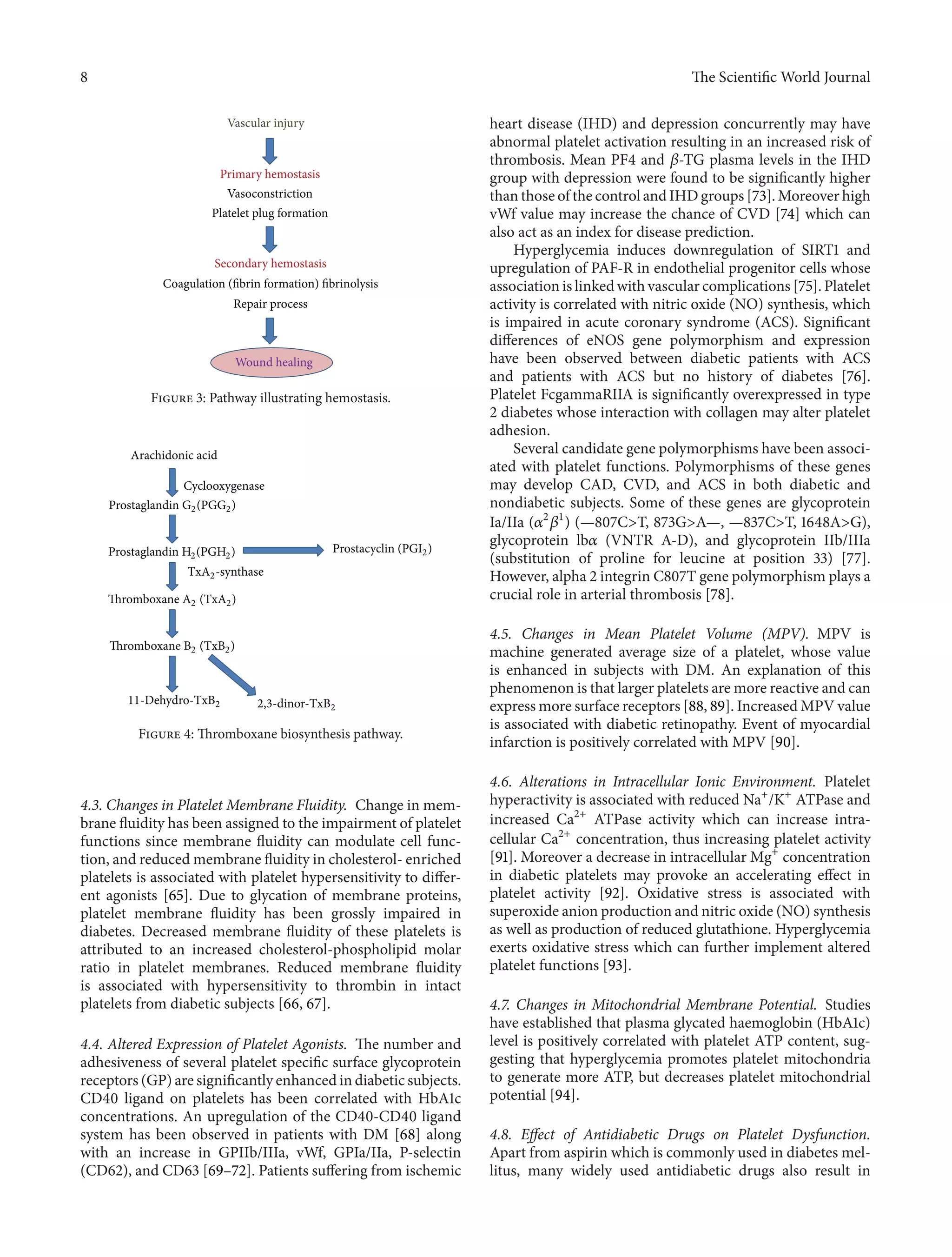 8 The ScientificWorld Journal 
Vascular injury 
Primary hemostasis 
Vasoconstriction 
Platelet plug formation 
Secondary hemostasis 
Coagulation (fibrin formation) fibrinolysis 
Repair process 
Wound healing 
Figure 3: Pathway illustrating hemostasis. 
Arachidonic acid 
Cyclooxygenase 
Prostaglandin G2(PGG2) 
Prostaglandin H2(PGH2) Prostacyclin (PGI2) 
TxA2-synthase 
Thromboxane A2 (TxA2) 
Thromboxane B2 (TxB2) 
11-Dehydro-TxB2 2,3-dinor-TxB2 
Figure 4:Thromboxane biosynthesis pathway. 
4.3. Changes in PlateletMembrane Fluidity. Change in mem-brane 
fluidity has been assigned to the impairment of platelet 
functions since membrane fluidity can modulate cell func-tion, 
and reducedmembrane fluidity in cholesterol- enriched 
platelets is associated with platelet hypersensitivity to differ-ent 
agonists [65]. Due to glycation of membrane proteins, 
platelet membrane fluidity has been grossly impaired in 
diabetes. Decreased membrane fluidity of these platelets is 
attributed to an increased cholesterol-phospholipid molar 
ratio in platelet membranes. Reduced membrane fluidity 
is associated with hypersensitivity to thrombin in intact 
platelets from diabetic subjects [66, 67]. 
4.4. Altered Expression of Platelet Agonists. The number and 
adhesiveness of several platelet specific surface glycoprotein 
receptors (GP) are significantly enhanced in diabetic subjects. 
CD40 ligand on platelets has been correlated with HbA1c 
concentrations. An upregulation of the CD40-CD40 ligand 
system has been observed in patients with DM [68] along 
with an increase in GPIIb/IIIa, vWf, GPIa/IIa, P-selectin 
(CD62), and CD63 [69–72]. Patients suffering from ischemic 
heart disease (IHD) and depression concurrently may have 
abnormal platelet activation resulting in an increased risk of 
thrombosis. Mean PF4 and 훽-TG plasma levels in the IHD 
group with depression were found to be significantly higher 
than those of the control and IHDgroups [73].Moreover high 
vWf value may increase the chance of CVD [74] which can 
also act as an index for disease prediction. 
Hyperglycemia induces downregulation of SIRT1 and 
upregulation of PAF-R in endothelial progenitor cells whose 
association is linkedwith vascular complications [75]. Platelet 
activity is correlated with nitric oxide (NO) synthesis, which 
is impaired in acute coronary syndrome (ACS). Significant 
differences of eNOS gene polymorphism and expression 
have been observed between diabetic patients with ACS 
and patients with ACS but no history of diabetes [76]. 
Platelet FcgammaRIIA is significantly overexpressed in type 
2 diabetes whose interaction with collagen may alter platelet 
adhesion. 
Several candidate gene polymorphisms have been associ-ated 
with platelet functions. Polymorphisms of these genes 
may develop CAD, CVD, and ACS in both diabetic and 
nondiabetic subjects. Some of these genes are glycoprotein 
Ia/IIa (2 
1훼 
훽 
) (—807C>T, 873G>A—, —837C>T, 1648A>G), 
glycoprotein lb훼 (VNTR A-D), and glycoprotein IIb/IIIa 
(substitution of proline for leucine at position 33) [77]. 
However, alpha 2 integrin C807T gene polymorphism plays a 
crucial role in arterial thrombosis [78]. 
4.5. Changes in Mean Platelet Volume (MPV). MPV is 
machine generated average size of a platelet, whose value 
is enhanced in subjects with DM. An explanation of this 
phenomenon is that larger platelets are more reactive and can 
express more surface receptors [88, 89]. IncreasedMPV value 
is associated with diabetic retinopathy. Event of myocardial 
infarction is positively correlated with MPV [90]. 
4.6. Alterations in Intracellular Ionic Environment. Platelet 
hyperactivity is associated with reduced Na+/K+ ATPase and 
increased Ca2+ ATPase activity which can increase intra-cellular 
Ca2+ concentration, thus increasing platelet activity 
[91]. Moreover a decrease in intracellularMg+ concentration 
in diabetic platelets may provoke an accelerating effect in 
platelet activity [92]. Oxidative stress is associated with 
superoxide anion production and nitric oxide (NO) synthesis 
as well as production of reduced glutathione. Hyperglycemia 
exerts oxidative stress which can further implement altered 
platelet functions [93]. 
4.7. Changes in Mitochondrial Membrane Potential. Studies 
have established that plasma glycated haemoglobin (HbA1c) 
level is positively correlated with platelet ATP content, sug-gesting 
that hyperglycemia promotes platelet mitochondria 
to generate more ATP, but decreases platelet mitochondrial 
potential [94]. 
4.8. Effect of Antidiabetic Drugs on Platelet Dysfunction. 
Apart from aspirin which is commonly used in diabetes mel-litus, 
many widely used antidiabetic drugs also result in 
 
