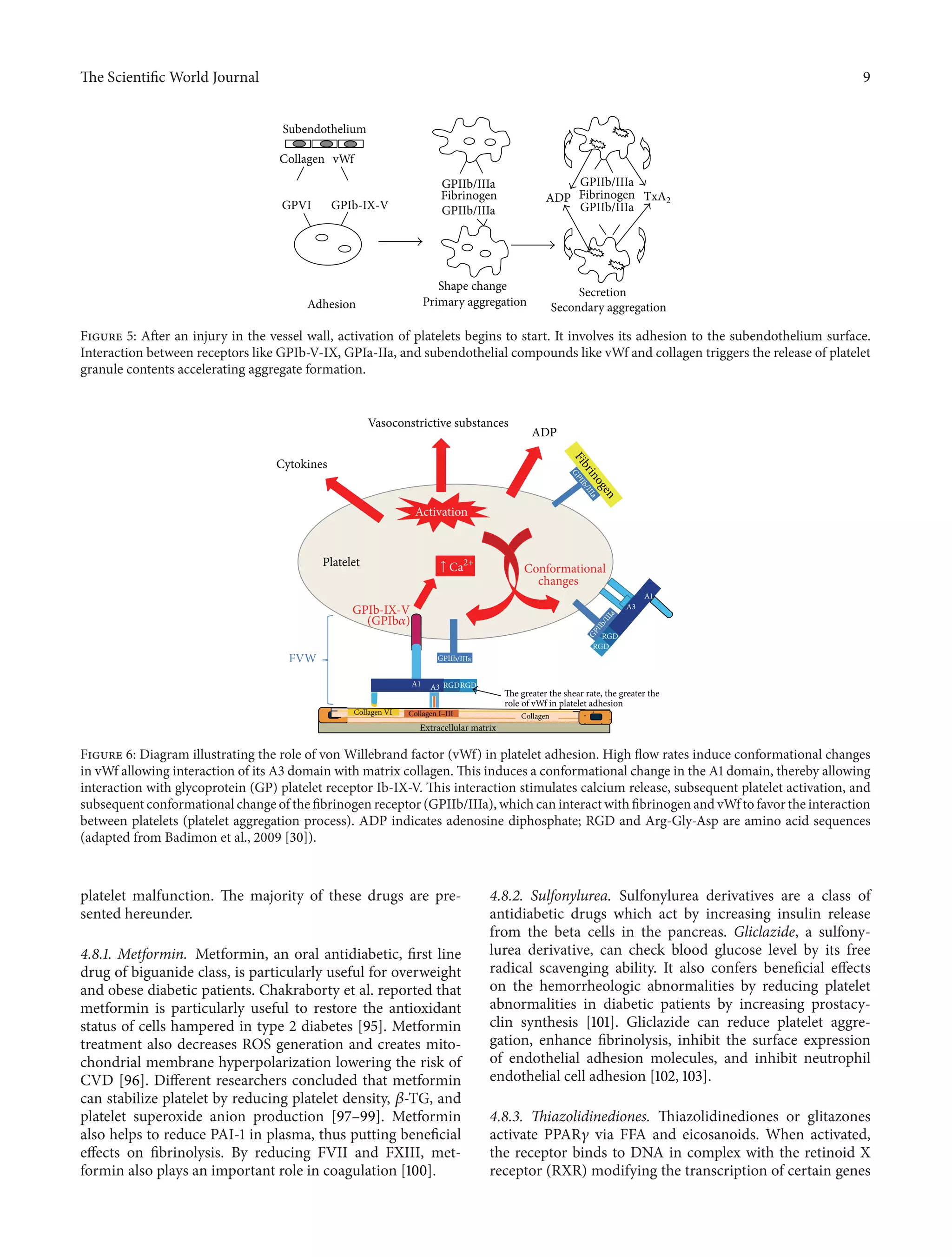 The ScientificWorld Journal 9 
Subendothelium 
Collagen vWf 
GPVI GPIb-IX-V 
GPIIb/IIIa 
Fibrinogen 
GPIIb/IIIa 
GPIIb/IIIa 
Fibrinogen 
GPIIb/IIIa 
ADP 
Adhesion 
Shape change 
Primary aggregation 
Secretion 
TxA2 
Secondary aggregation 
Figure 5: After an injury in the vessel wall, activation of platelets begins to start. It involves its adhesion to the subendothelium surface. 
Interaction between receptors like GPIb-V-IX, GPIa-IIa, and subendothelial compounds like vWf and collagen triggers the release of platelet 
granule contents accelerating aggregate formation. 
Vasoconstrictive substances 
Cytokines 
ADP 
Activation 
Platelet Ca2+ Conformational 
changes 
GPIb-IX-V 
(GPIb훼) 
GPIIb/IIIa 
GPIIb/IIIa 
GPIIb/IIIa FVW 
A1 
A1 
A3 
A3 
RGDRGD 
RGD 
RGD 
The greater the shear rate, the greater the 
role of vWf in platelet adhesion 
Collagen VI Collagen 
Extracellular matrix 
Fibrinogen 
↑ 
Collagen I–III 
Figure 6: Diagram illustrating the role of vonWillebrand factor (vWf) in platelet adhesion. High flow rates induce conformational changes 
in vWf allowing interaction of its A3 domain with matrix collagen. This induces a conformational change in the A1 domain, thereby allowing 
interaction with glycoprotein (GP) platelet receptor Ib-IX-V.This interaction stimulates calcium release, subsequent platelet activation, and 
subsequent conformational change of the fibrinogen receptor (GPIIb/IIIa),which can interact with fibrinogen andvWf to favor the interaction 
between platelets (platelet aggregation process). ADP indicates adenosine diphosphate; RGD and Arg-Gly-Asp are amino acid sequences 
(adapted from Badimon et al., 2009 [30]). 
platelet malfunction. The majority of these drugs are pre-sented 
hereunder. 
4.8.1. Metformin. Metformin, an oral antidiabetic, first line 
drug of biguanide class, is particularly useful for overweight 
and obese diabetic patients. Chakraborty et al. reported that 
metformin is particularly useful to restore the antioxidant 
status of cells hampered in type 2 diabetes [95]. Metformin 
treatment also decreases ROS generation and creates mito-chondrial 
membrane hyperpolarization lowering the risk of 
CVD [96]. Different researchers concluded that metformin 
can stabilize platelet by reducing platelet density, 훽-TG, and 
platelet superoxide anion production [97–99]. Metformin 
also helps to reduce PAI-1 in plasma, thus putting beneficial 
effects on fibrinolysis. By reducing FVII and FXIII, met-formin 
also plays an important role in coagulation [100]. 
4.8.2. Sulfonylurea. Sulfonylurea derivatives are a class of 
antidiabetic drugs which act by increasing insulin release 
from the beta cells in the pancreas. Gliclazide, a sulfony-lurea 
derivative, can check blood glucose level by its free 
radical scavenging ability. It also confers beneficial effects 
on the hemorrheologic abnormalities by reducing platelet 
abnormalities in diabetic patients by increasing prostacy-clin 
synthesis [101]. Gliclazide can reduce platelet aggre-gation, 
enhance fibrinolysis, inhibit the surface expression 
of endothelial adhesion molecules, and inhibit neutrophil 
endothelial cell adhesion [102, 103]. 
4.8.3. Thiazolidinediones. Thiazolidinediones or glitazones 
activate PPAR훾 via FFA and eicosanoids. When activated, 
the receptor binds to DNA in complex with the retinoid X 
receptor (RXR) modifying the transcription of certain genes 
 