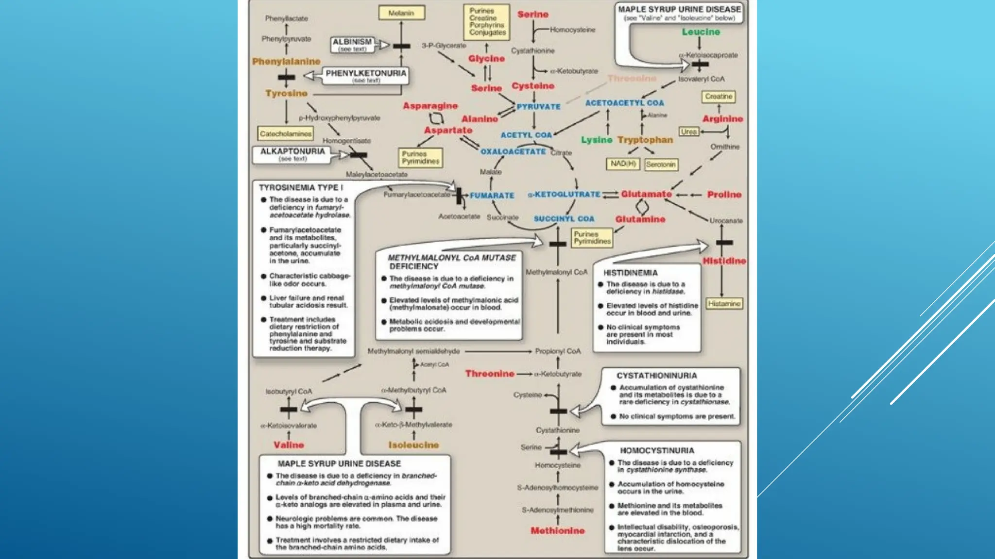 OVERVIEW OF PROTEIN METABOLISM.pptx Dr Ghazala PPT