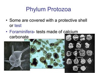 Overview of protozoa