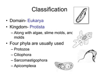 Overview of protozoa