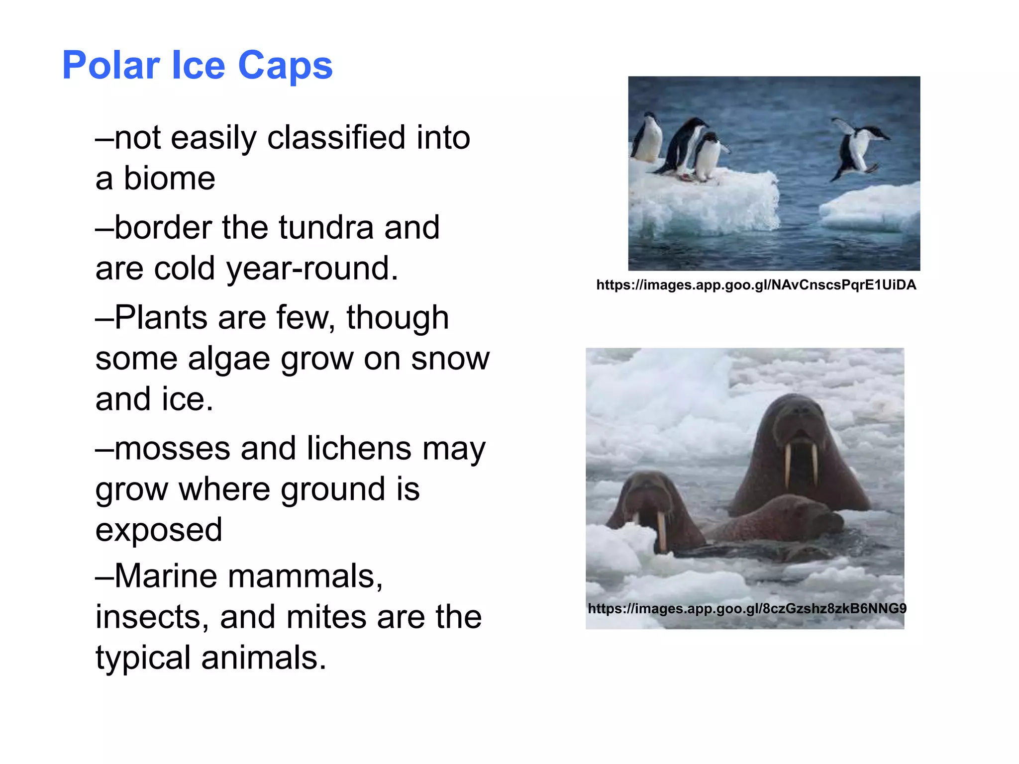 Overview of seven of earth's biomes | PPT