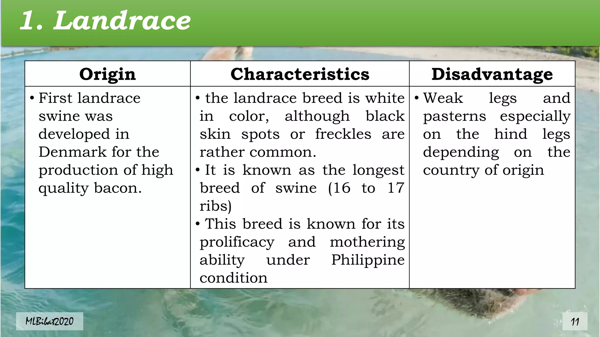 1. Landrace
Origin Characteristics Disadvantage
• First landrace
swine was
developed in
Denmark for the
production of high
quality bacon.
• the landrace breed is white
in color, although black
skin spots or freckles are
rather common.
• It is known as the longest
breed of swine (16 to 17
ribs)
• This breed is known for its
prolificacy and mothering
ability under Philippine
condition
• Weak legs and
pasterns especially
on the hind legs
depending on the
country of origin
MLBibat2020 11
 