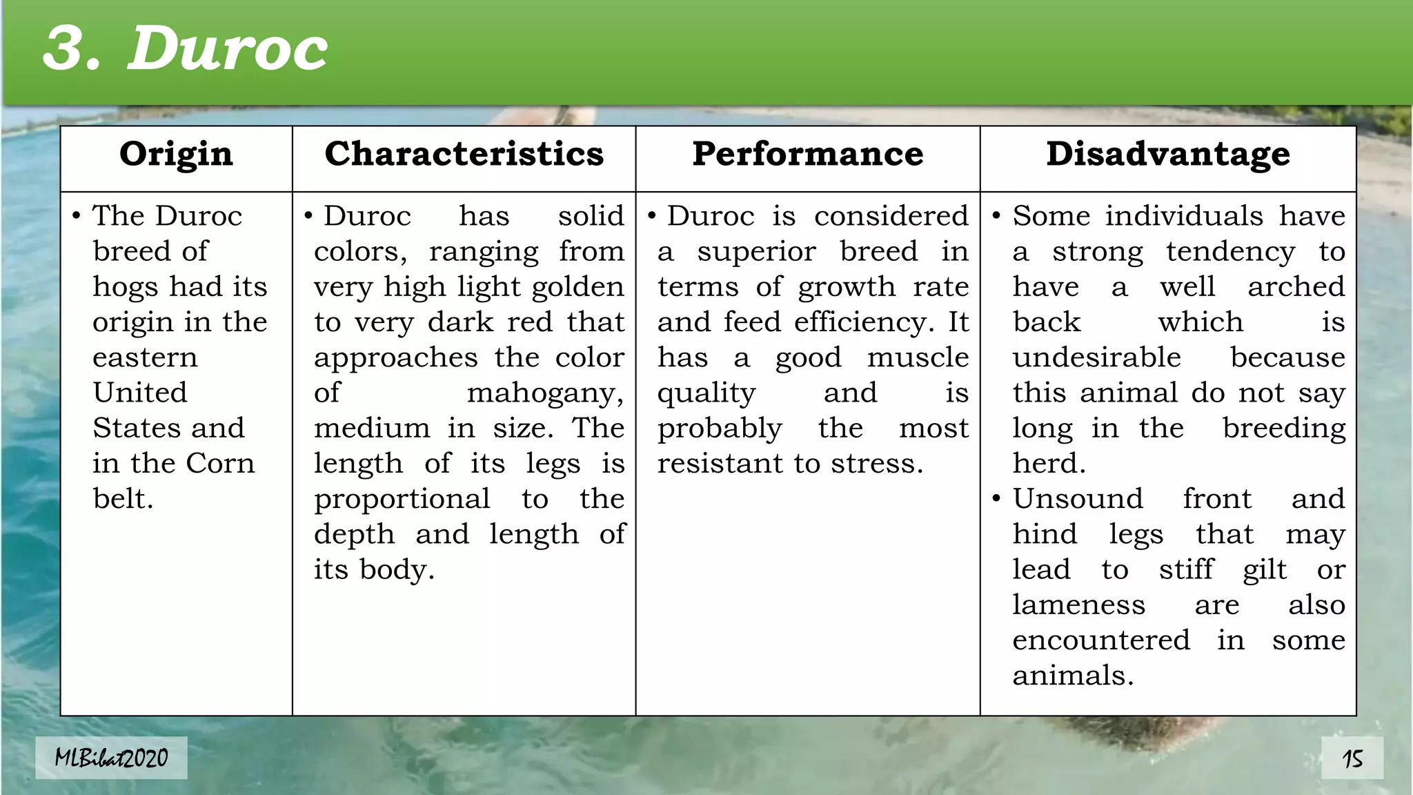 3. Duroc
Origin Characteristics Performance Disadvantage
• The Duroc
breed of
hogs had its
origin in the
eastern
United
States and
in the Corn
belt.
• Duroc has solid
colors, ranging from
very high light golden
to very dark red that
approaches the color
of mahogany,
medium in size. The
length of its legs is
proportional to the
depth and length of
its body.
• Duroc is considered
a superior breed in
terms of growth rate
and feed efficiency. It
has a good muscle
quality and is
probably the most
resistant to stress.
• Some individuals have
a strong tendency to
have a well arched
back which is
undesirable because
this animal do not say
long in the breeding
herd.
• Unsound front and
hind legs that may
lead to stiff gilt or
lameness are also
encountered in some
animals.
MLBibat2020 15
 