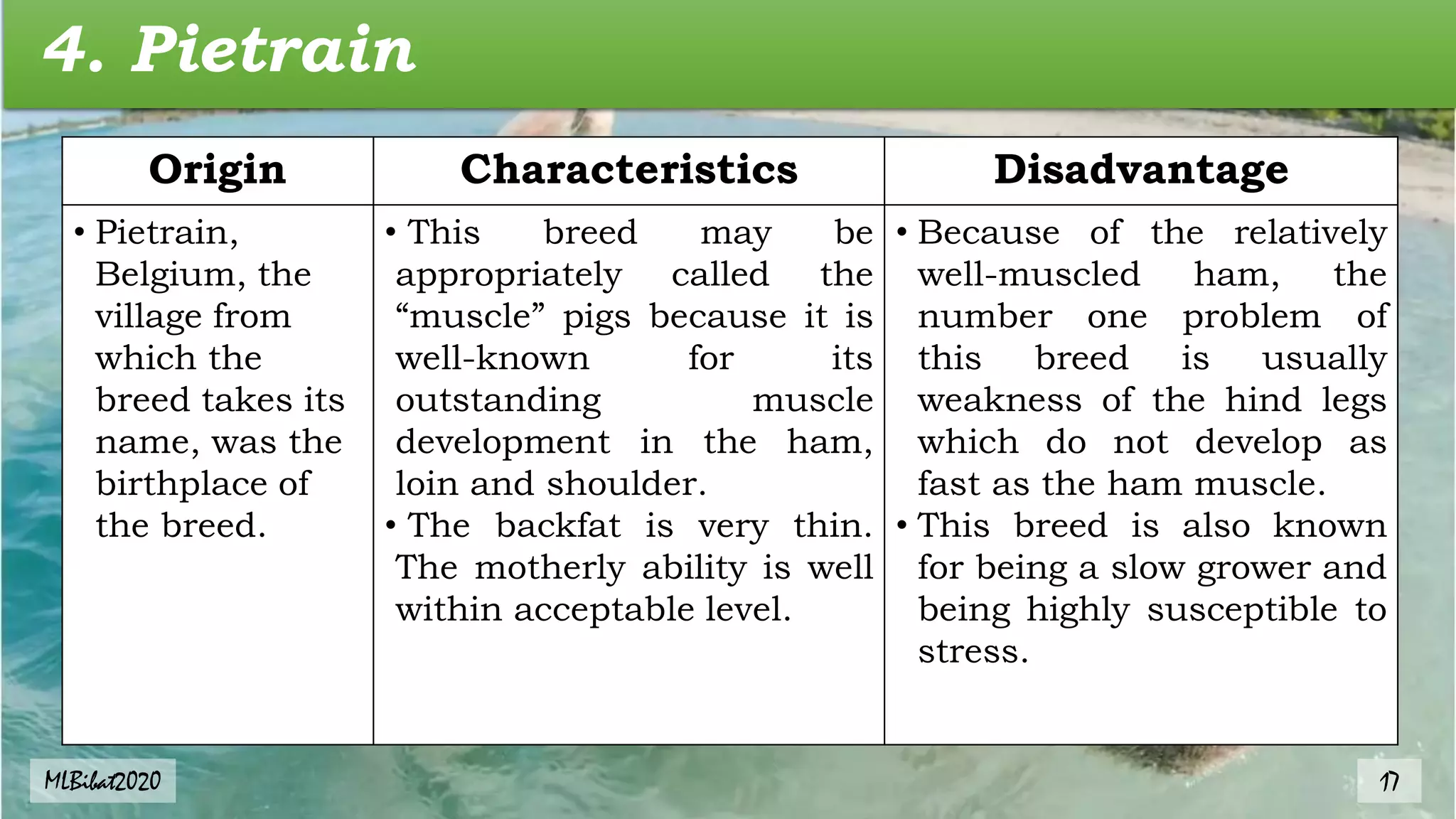 4. Pietrain
Origin Characteristics Disadvantage
• Pietrain,
Belgium, the
village from
which the
breed takes its
name, was the
birthplace of
the breed.
• This breed may be
appropriately called the
“muscle” pigs because it is
well-known for its
outstanding muscle
development in the ham,
loin and shoulder.
• The backfat is very thin.
The motherly ability is well
within acceptable level.
• Because of the relatively
well-muscled ham, the
number one problem of
this breed is usually
weakness of the hind legs
which do not develop as
fast as the ham muscle.
• This breed is also known
for being a slow grower and
being highly susceptible to
stress.
MLBibat2020 17
 