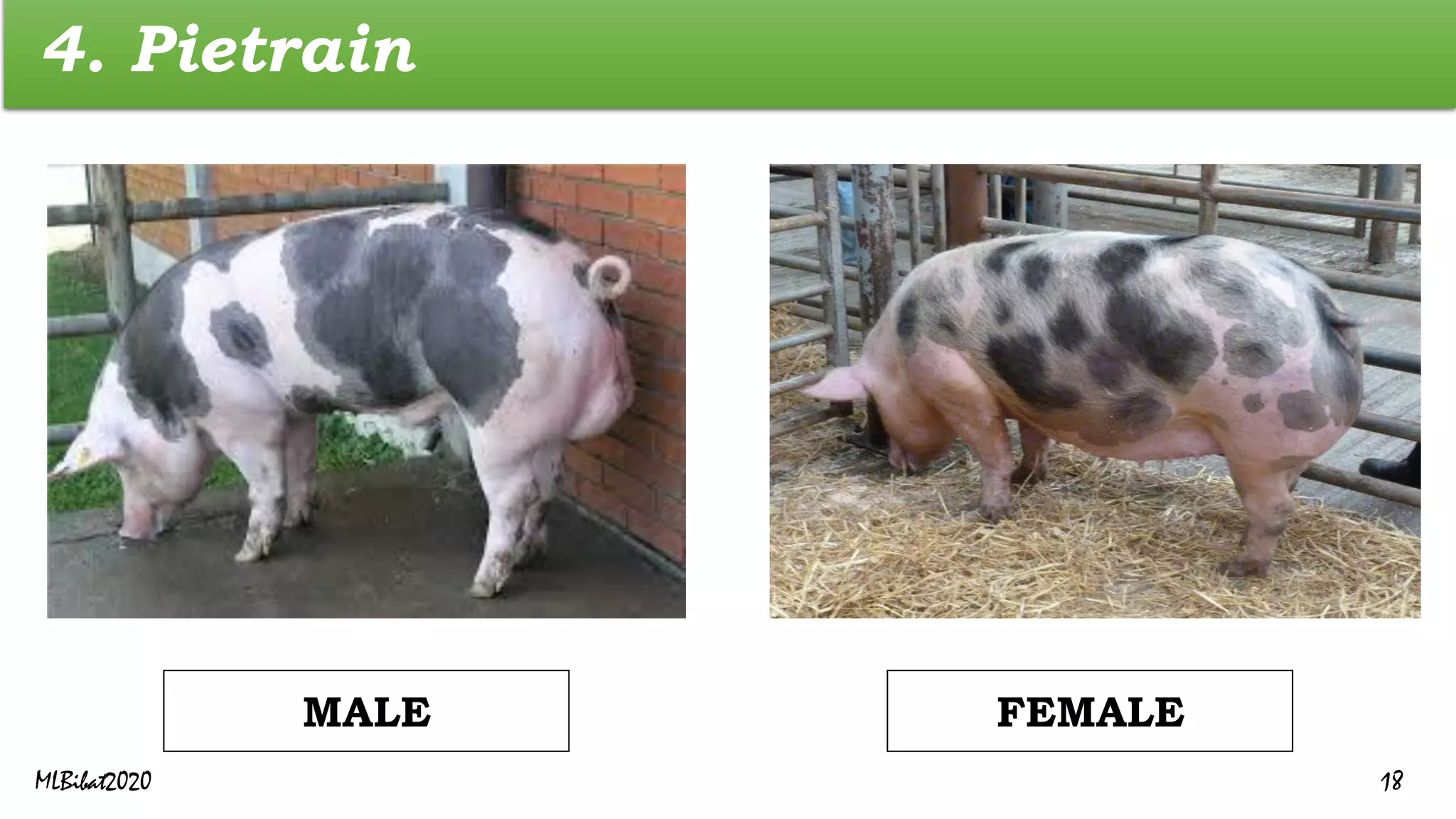 4. Pietrain
FEMALE
MALE
MLBibat2020 18
 