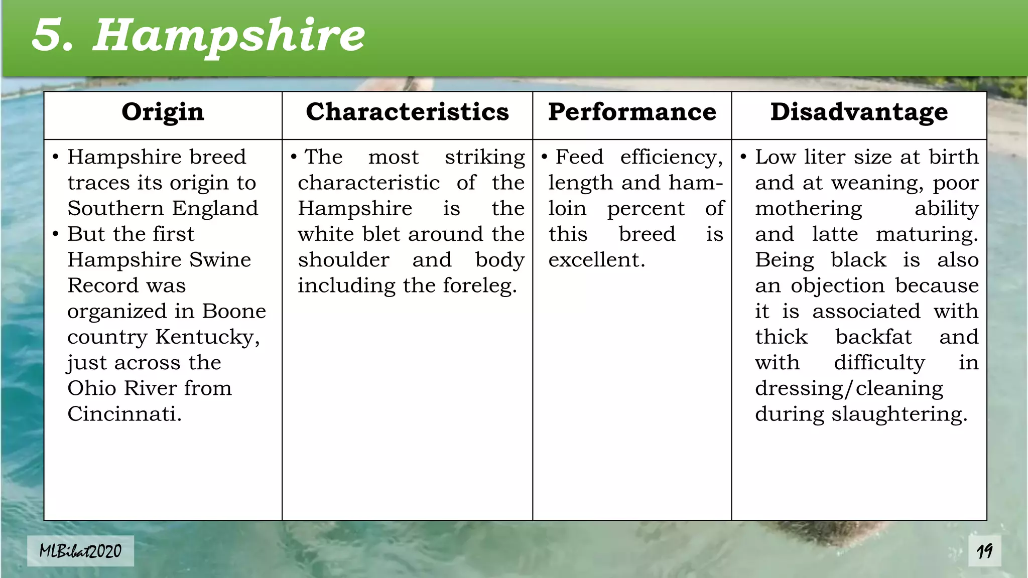 5. Hampshire
Origin Characteristics Performance Disadvantage
• Hampshire breed
traces its origin to
Southern England
• But the first
Hampshire Swine
Record was
organized in Boone
country Kentucky,
just across the
Ohio River from
Cincinnati.
• The most striking
characteristic of the
Hampshire is the
white blet around the
shoulder and body
including the foreleg.
• Feed efficiency,
length and ham-
loin percent of
this breed is
excellent.
• Low liter size at birth
and at weaning, poor
mothering ability
and latte maturing.
Being black is also
an objection because
it is associated with
thick backfat and
with difficulty in
dressing/cleaning
during slaughtering.
MLBibat2020 19
 