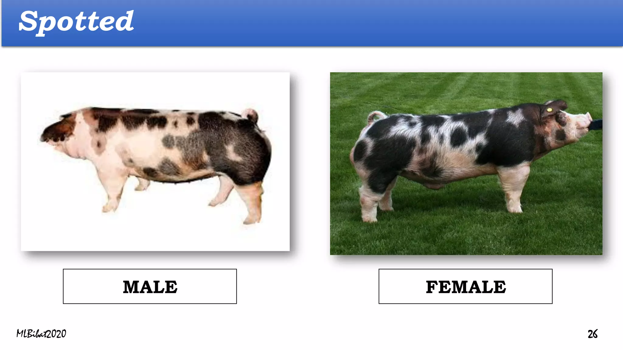 Spotted
FEMALE
MALE
MLBibat2020 26
 