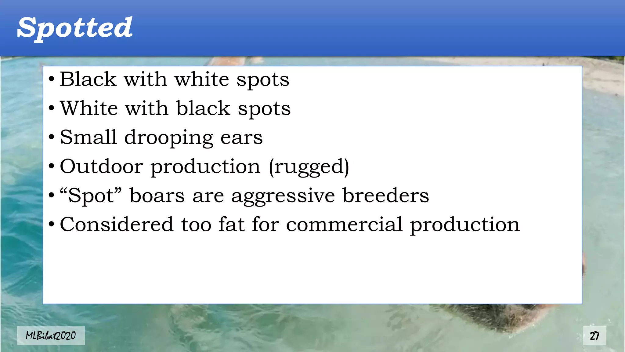 • Black with white spots
• White with black spots
• Small drooping ears
• Outdoor production (rugged)
• “Spot” boars are aggressive breeders
• Considered too fat for commercial production
Spotted
MLBibat2020 27
 