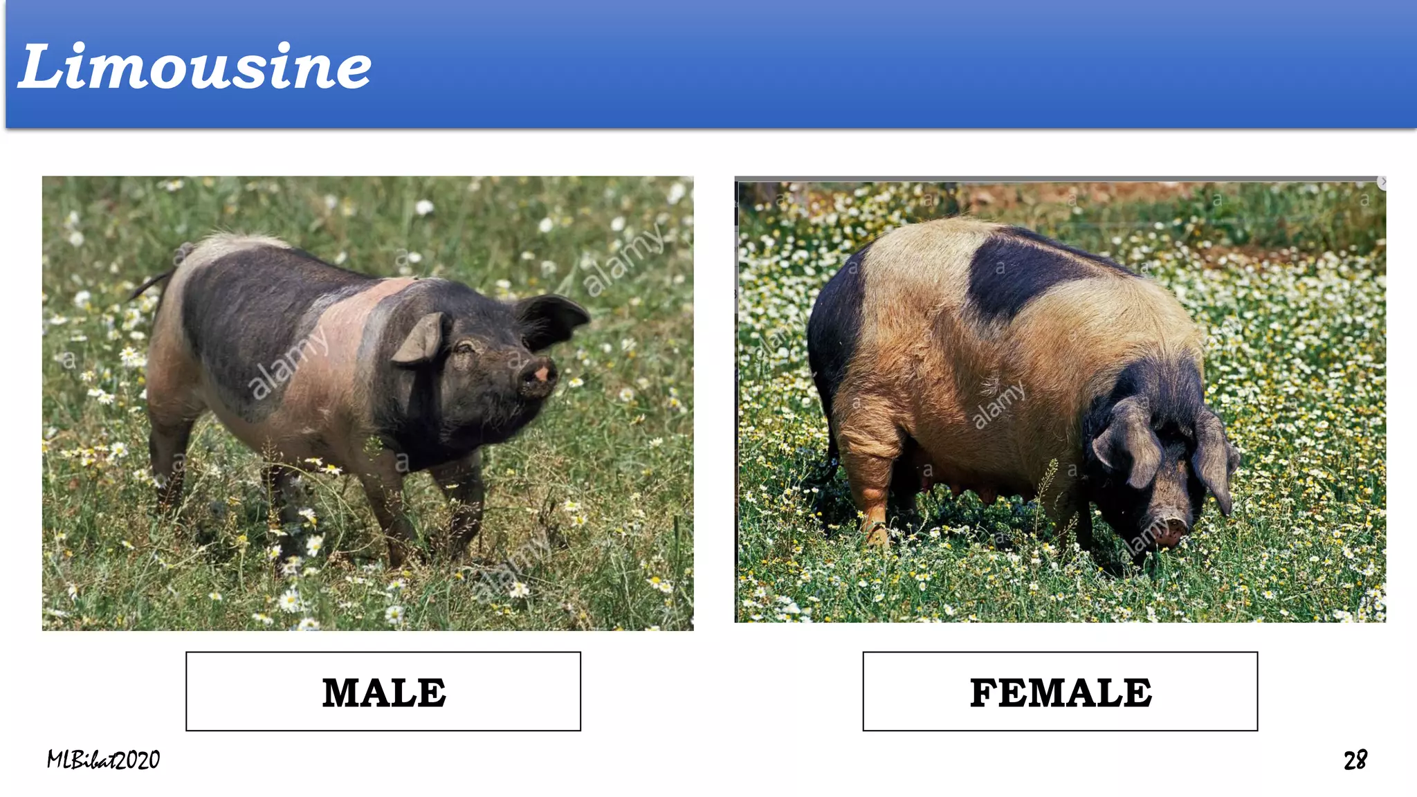 Limousine
FEMALE
MALE
MLBibat2020 28
 