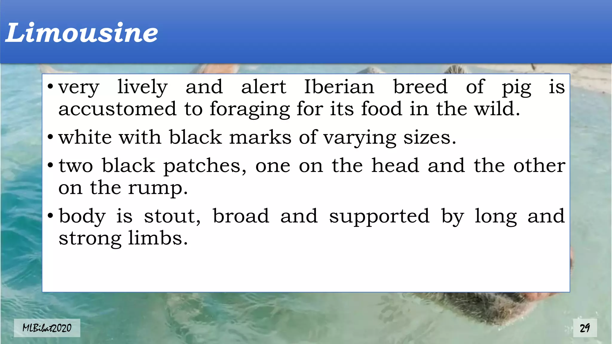 • very lively and alert Iberian breed of pig is
accustomed to foraging for its food in the wild.
• white with black marks of varying sizes.
• two black patches, one on the head and the other
on the rump.
• body is stout, broad and supported by long and
strong limbs.
Limousine
MLBibat2020 29
 