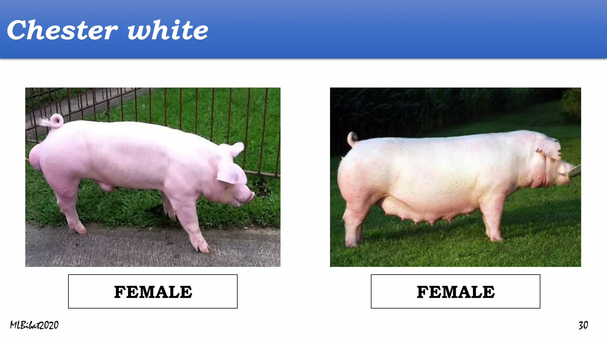 Chester white
FEMALE
FEMALE
MLBibat2020 30
 