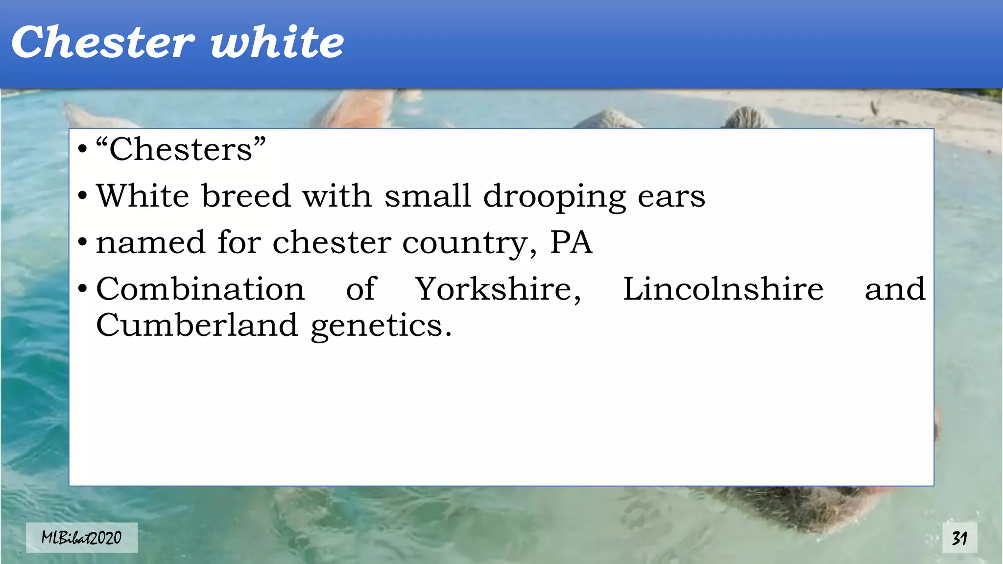 Chester white
• “Chesters”
• White breed with small drooping ears
• named for chester country, PA
• Combination of Yorkshire, Lincolnshire and
Cumberland genetics.
MLBibat2020 31
 