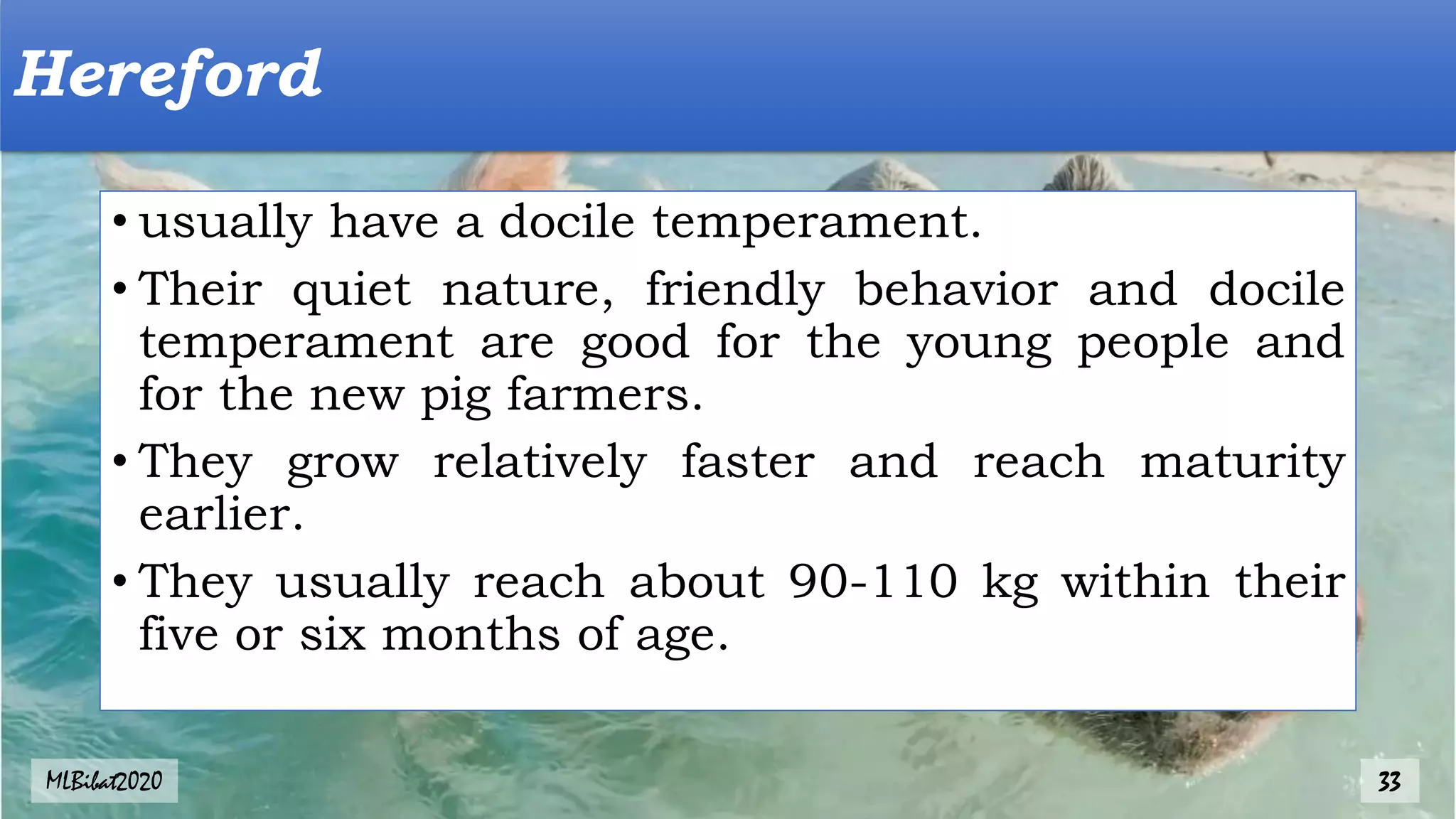 • usually have a docile temperament.
• Their quiet nature, friendly behavior and docile
temperament are good for the young people and
for the new pig farmers.
• They grow relatively faster and reach maturity
earlier.
• They usually reach about 90-110 kg within their
five or six months of age.
Hereford
MLBibat2020 33
 