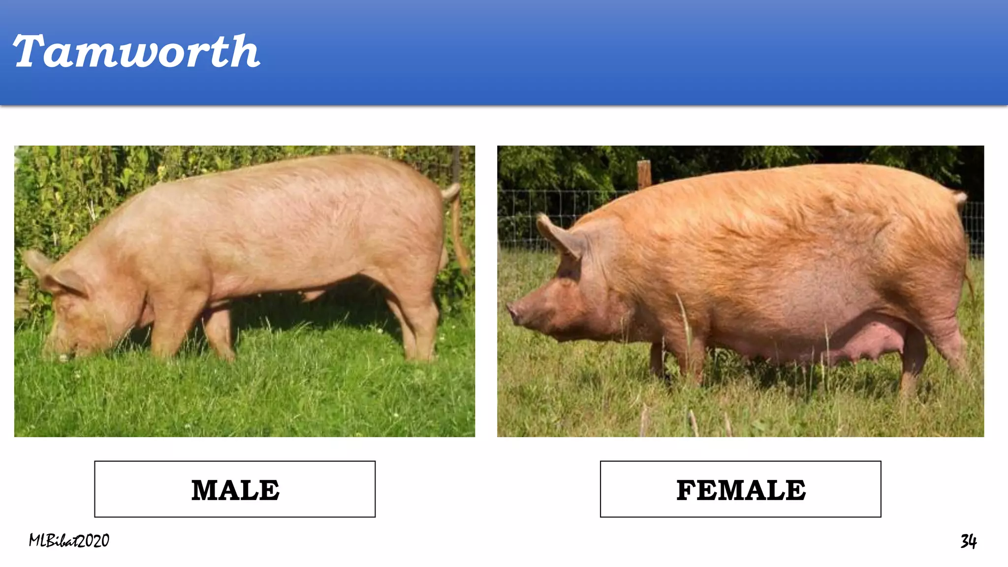 Tamworth
FEMALE
MALE
MLBibat2020 34
 