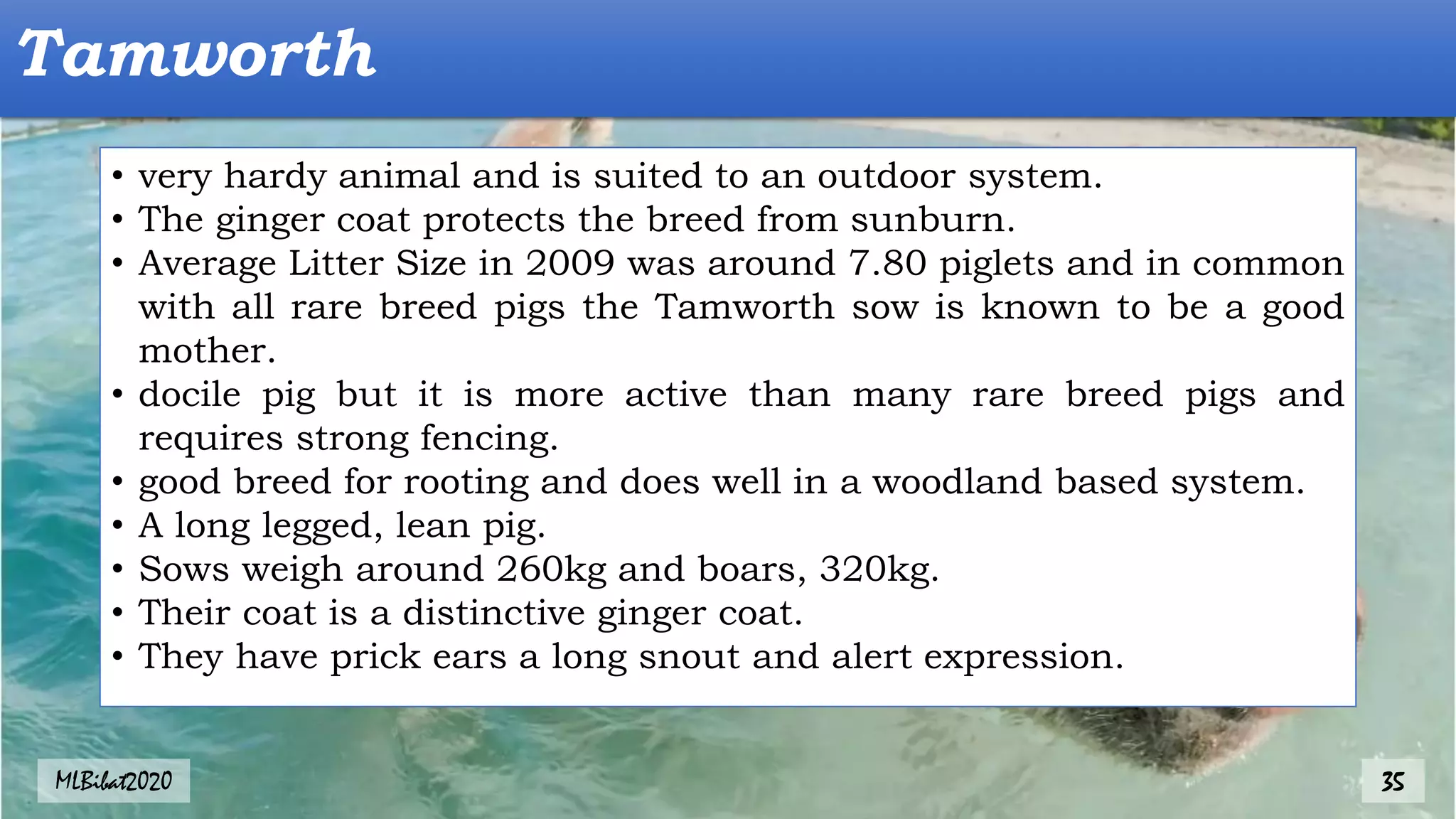 Tamworth
• very hardy animal and is suited to an outdoor system.
• The ginger coat protects the breed from sunburn.
• Average Litter Size in 2009 was around 7.80 piglets and in common
with all rare breed pigs the Tamworth sow is known to be a good
mother.
• docile pig but it is more active than many rare breed pigs and
requires strong fencing.
• good breed for rooting and does well in a woodland based system.
• A long legged, lean pig.
• Sows weigh around 260kg and boars, 320kg.
• Their coat is a distinctive ginger coat.
• They have prick ears a long snout and alert expression.
MLBibat2020 35
 