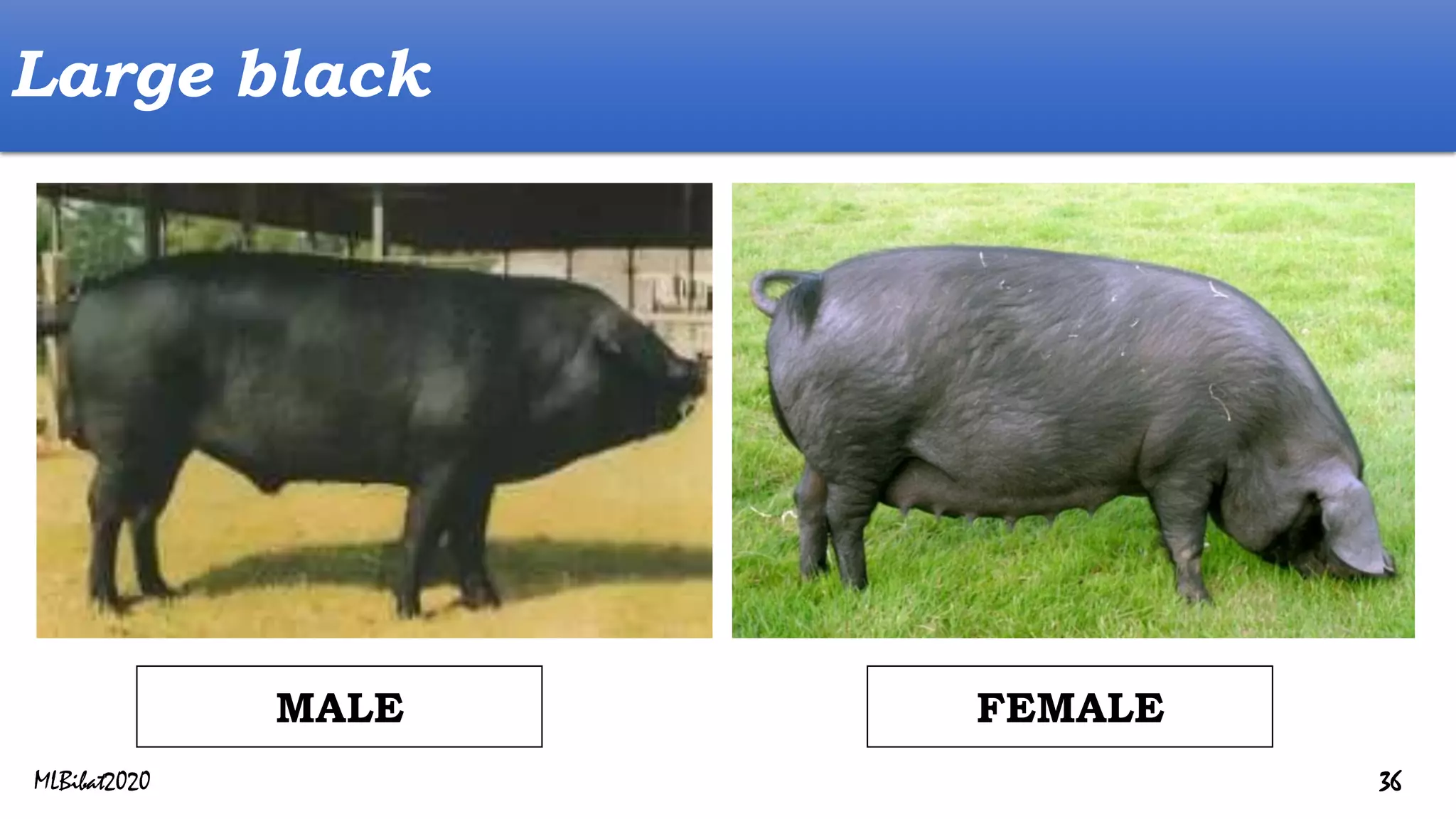 Large black
FEMALE
MALE
MLBibat2020 36
 