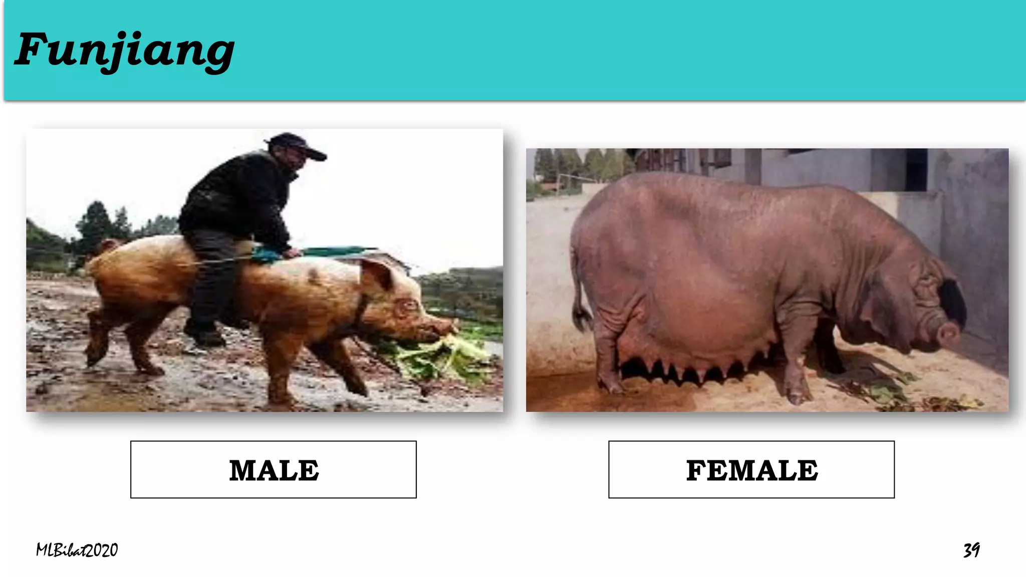 Funjiang
FEMALE
MALE
MLBibat2020 39
 