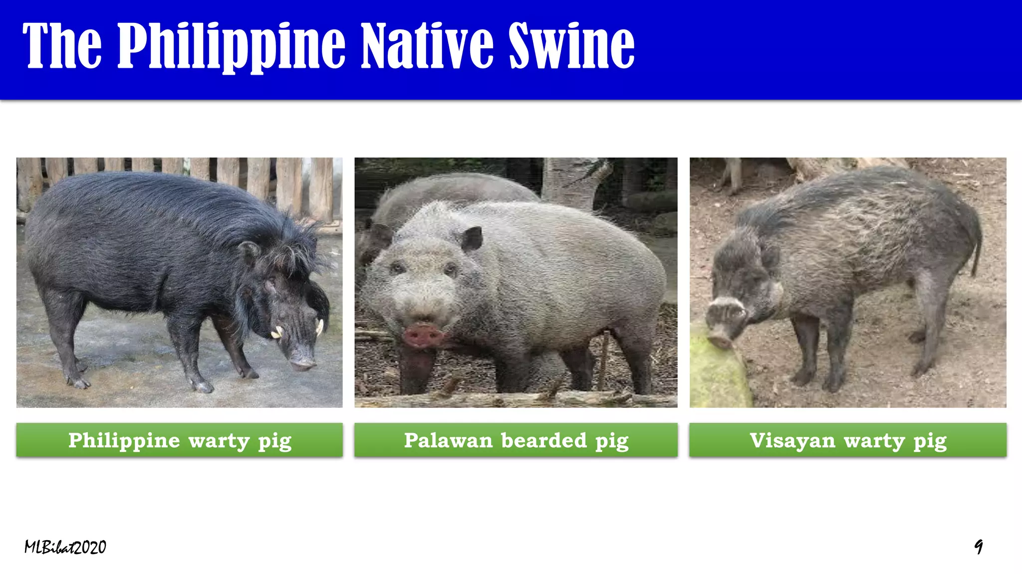 The Philippine Native Swine
Philippine warty pig Visayan warty pig
Palawan bearded pig
MLBibat2020 9
 