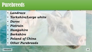 Purebreeds
• Landrace
• Yorkshire/Large white
• Duroc
• Pietrain
• Hampshire
• Berkshire
• Poland of China
• Other Purebreeds
MLBibat2020 10
 