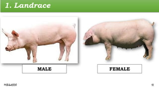1. Landrace
MALE FEMALE
MLBibat2020 12
 