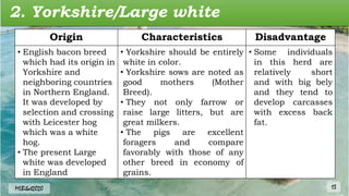 2. Yorkshire/Large white
Origin Characteristics Disadvantage
• English bacon breed
which had its origin in
Yorkshire and
neighboring countries
in Northern England.
It was developed by
selection and crossing
with Leicester hog
which was a white
hog.
• The present Large
white was developed
in England
• Yorkshire should be entirely
white in color.
• Yorkshire sows are noted as
good mothers (Mother
Breed).
• They not only farrow or
raise large litters, but are
great milkers.
• The pigs are excellent
foragers and compare
favorably with those of any
other breed in economy of
grains.
• Some individuals
in this herd are
relatively short
and with big bely
and they tend to
develop carcasses
with excess back
fat.
MLBibat2020 13
 