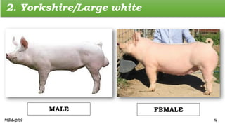 2. Yorkshire/Large white
MALE FEMALE
MLBibat2020 14
 