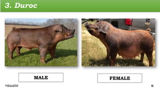 3. Duroc
FEMALE
MALE
MLBibat2020 16
 