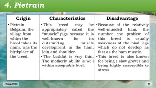 4. Pietrain
Origin Characteristics Disadvantage
• Pietrain,
Belgium, the
village from
which the
breed takes its
name, was the
birthplace of
the breed.
• This breed may be
appropriately called the
“muscle” pigs because it is
well-known for its
outstanding muscle
development in the ham,
loin and shoulder.
• The backfat is very thin.
The motherly ability is well
within acceptable level.
• Because of the relatively
well-muscled ham, the
number one problem of
this breed is usually
weakness of the hind legs
which do not develop as
fast as the ham muscle.
• This breed is also known
for being a slow grower and
being highly susceptible to
stress.
MLBibat2020 17
 