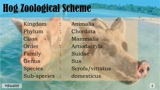 Hog Zoological Scheme
Kingdom : Animalia
Phylum : Chordata
Class : Mammalia
Order : Artiodactyla
Family : Suidae
Genus : Sus
Species : Scrofa/vittatus
Sub-species : domesticus
MLBibat2020 2
 